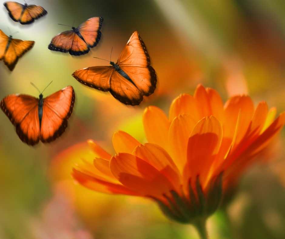 orange flower with butterflies flying out
