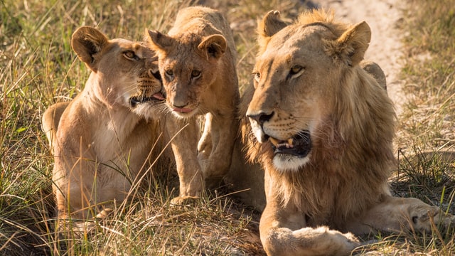 Lion family.