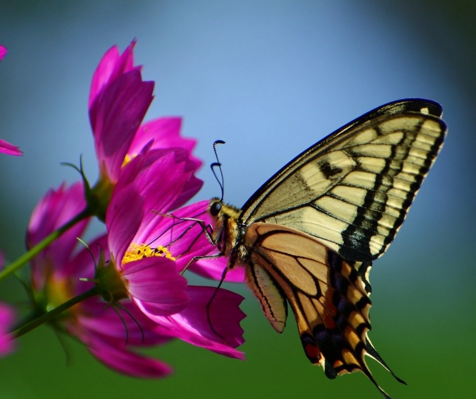 Butterfly with yellow and black on a pink flower