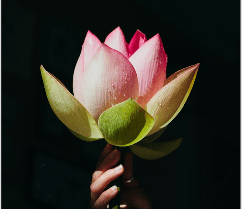 Hand holding lotus flower
