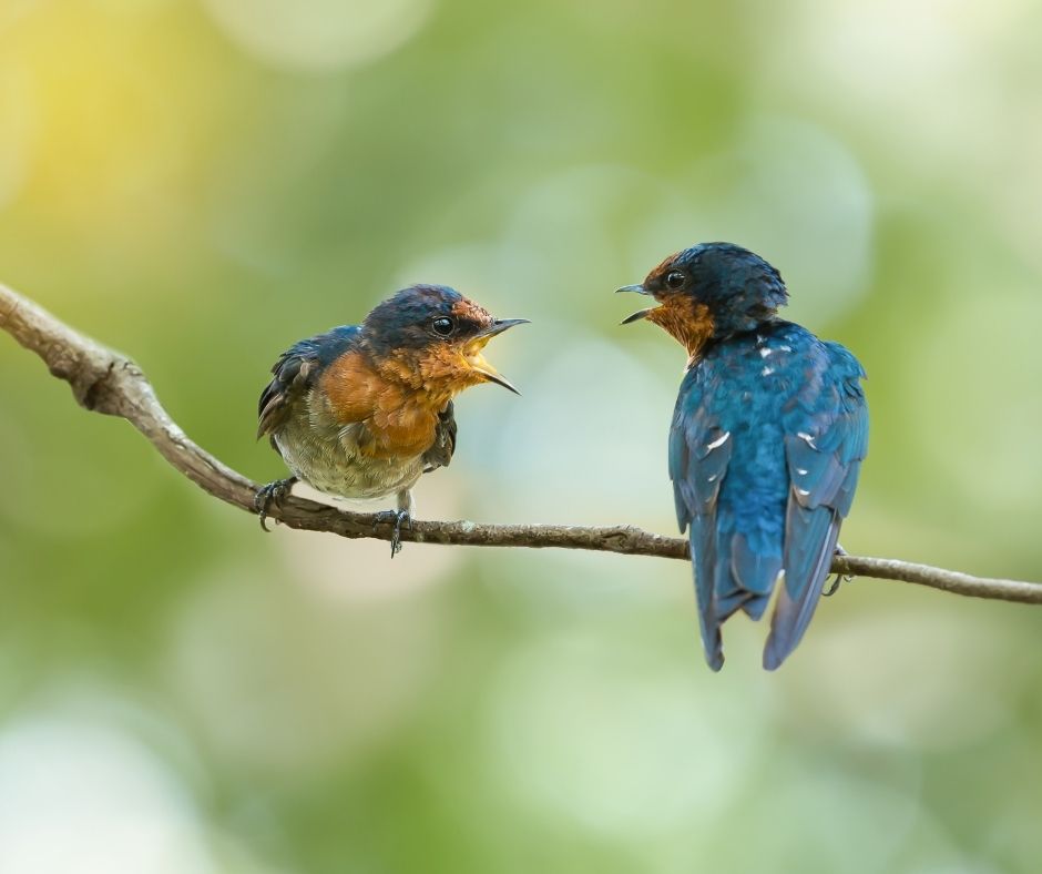 Birds on a branch talking!