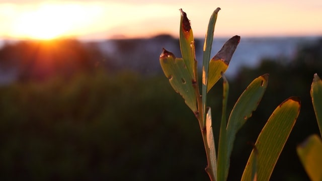 Imperfect plant with sunset in the background