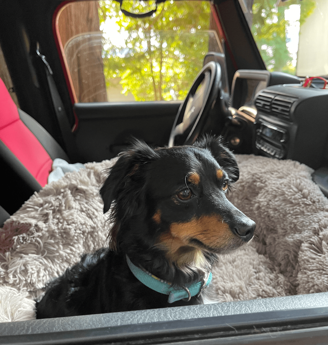 Puppy riding in car.